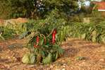 Jardin �pic� -- 02/03/08